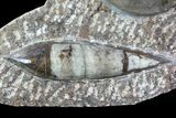 Fossil Goniatite & Orthoceras Display #77208-2